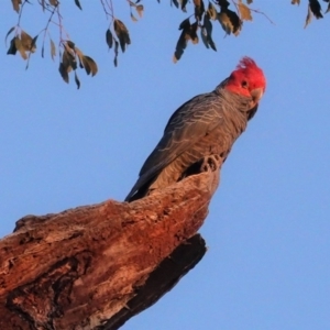 Callocephalon fimbriatum at Hughes, ACT - 29 Aug 2020