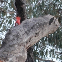 Callocephalon fimbriatum (Gang-gang Cockatoo) at Deakin, ACT - 29 Aug 2020 by JackyF