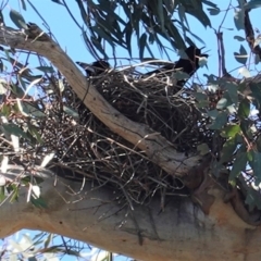 Gymnorhina tibicen (Australian Magpie) at Hughes, ACT - 29 Aug 2020 by JackyF