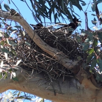 Gymnorhina tibicen (Australian Magpie) at Hughes, ACT - 29 Aug 2020 by JackyF