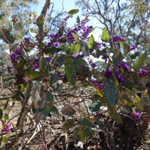 Hardenbergia violacea at Deakin, ACT - 29 Aug 2020 12:01 PM