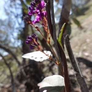 Hardenbergia violacea at Deakin, ACT - 29 Aug 2020 12:01 PM