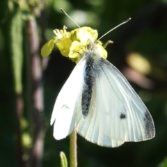 Pieris rapae (Cabbage White) at Hughes, ACT - 29 Aug 2020 by JackyF