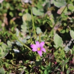 Romulea rosea var. australis (Onion Grass) at Deakin, ACT - 29 Aug 2020 by LisaH