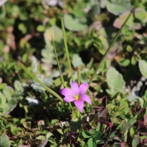 Romulea rosea var. australis at Deakin, ACT - 29 Aug 2020