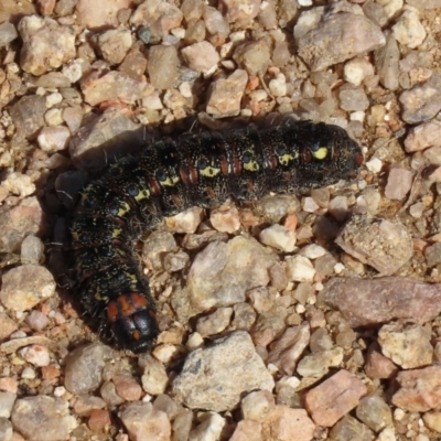 Apina callisto (Pasture Day Moth) at Fyshwick, ACT - 28 Aug 2020 by RodDeb