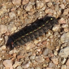 Apina callisto at Fyshwick, ACT - 28 Aug 2020