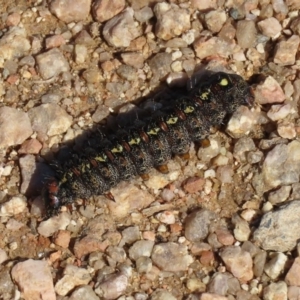 Apina callisto at Fyshwick, ACT - 28 Aug 2020