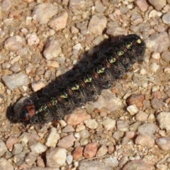 Apina callisto at Fyshwick, ACT - 28 Aug 2020