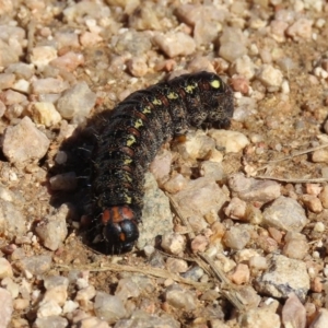 Apina callisto at Fyshwick, ACT - 28 Aug 2020