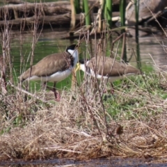 Vanellus miles at Fyshwick, ACT - 28 Aug 2020