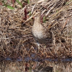 Gallinago hardwickii (Latham's Snipe) at Jerrabomberra Wetlands - 28 Aug 2020 by RodDeb