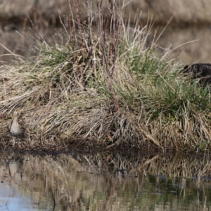 Gallinago hardwickii at Fyshwick, ACT - 28 Aug 2020