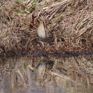 Gallinago hardwickii at Fyshwick, ACT - 28 Aug 2020 02:08 PM