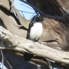 Rhipidura leucophrys (Willie Wagtail) at Hawker, ACT - 28 Aug 2020 by Alison Milton