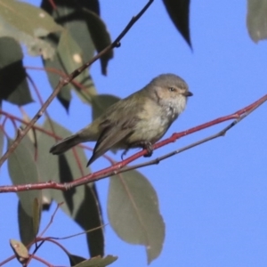 Smicrornis brevirostris at Hawker, ACT - 29 Aug 2020