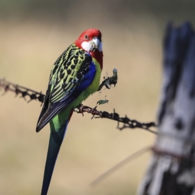 Platycercus eximius (Eastern Rosella) at Hawker, ACT - 28 Aug 2020 by Alison Milton