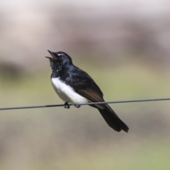 Rhipidura leucophrys (Willie Wagtail) at Hawker, ACT - 28 Aug 2020 by Alison Milton