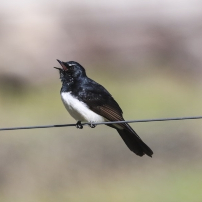 Rhipidura leucophrys (Willie Wagtail) at Hawker, ACT - 29 Aug 2020 by AlisonMilton