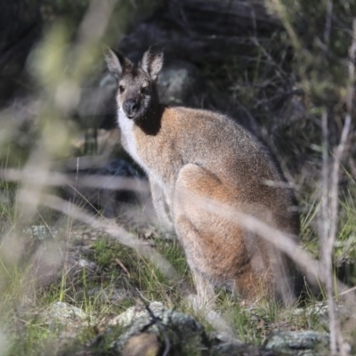 Notamacropus rufogriseus (Red-necked Wallaby) at The Pinnacle - 29 Aug 2020 by Alison Milton
