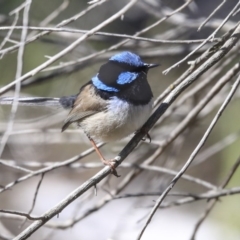 Malurus cyaneus (Superb Fairywren) at Hawker, ACT - 29 Aug 2020 by AlisonMilton