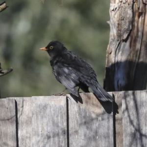 Turdus merula at Hawker, ACT - 29 Aug 2020 03:05 PM