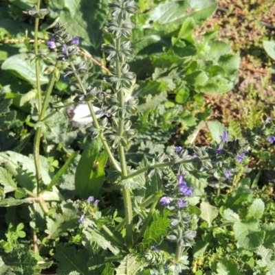 Salvia verbenaca var. verbenaca (Wild Sage) at Banks, ACT - 31 Mar 2020 by MichaelBedingfield