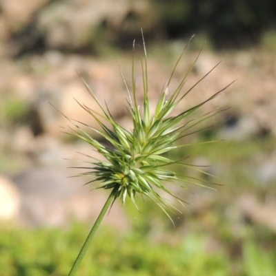 Echinopogon sp. (Hedgehog Grass) at Banks, ACT - 31 Mar 2020 by michaelb