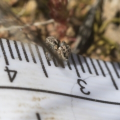 Maratus chrysomelas (Variable Peacock Spider) at Hawker, ACT - 29 Aug 2020 by AlisonMilton