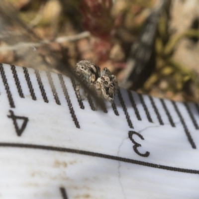 Maratus chrysomelas (Variable Peacock Spider) at Hawker, ACT - 29 Aug 2020 by AlisonMilton
