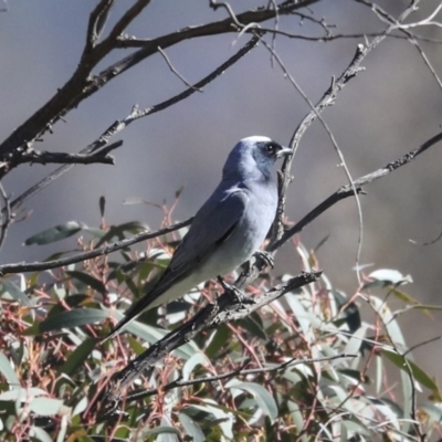 Coracina novaehollandiae (Black-faced Cuckooshrike) at The Pinnacle - 29 Aug 2020 by AlisonMilton