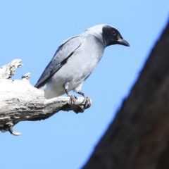 Coracina novaehollandiae at Hawker, ACT - 29 Aug 2020