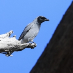 Coracina novaehollandiae at Hawker, ACT - 29 Aug 2020