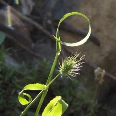 Echinopogon sp. (Hedgehog Grass) at Banks, ACT - 31 Mar 2020 by michaelb