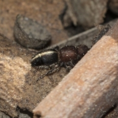 Mutillidae (family) (Unidentified Mutillid wasp or velvet ant) at Bruce, ACT - 28 Aug 2020 by AlisonMilton