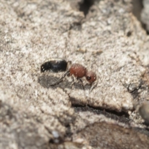 Mutillidae (family) at Bruce Ridge to Gossan Hill - 28 Aug 2020 10:56 AM