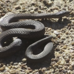Drysdalia coronoides (White-lipped Snake) at Forbes Creek, NSW - 29 Aug 2020 by SthTallagandaSurvey