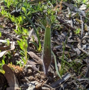 Caladenia actensis at suppressed - suppressed