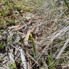Caladenia actensis (Canberra Spider Orchid) at Downer, ACT - 30 Aug 2020 by MattM