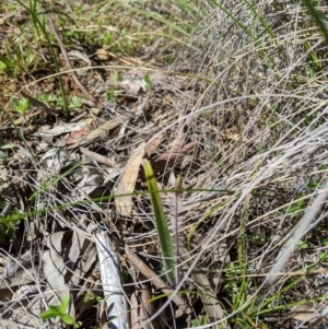 Caladenia actensis at suppressed - suppressed