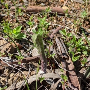 Caladenia actensis at suppressed - suppressed