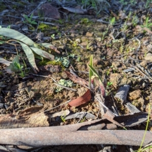 Caladenia actensis at suppressed - 30 Aug 2020