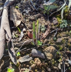 Caladenia actensis at suppressed - suppressed