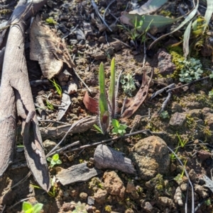 Caladenia actensis at suppressed - 30 Aug 2020