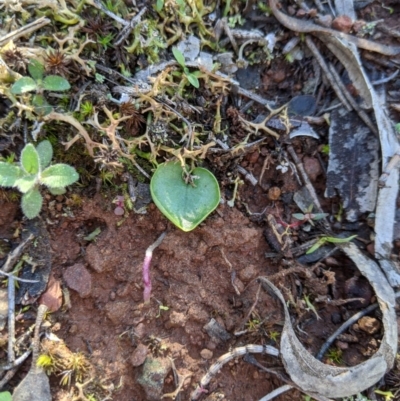 Corysanthes incurva (Slaty Helmet Orchid) at Downer, ACT by MattM