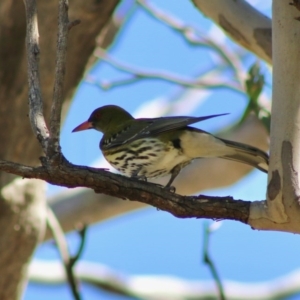 Oriolus sagittatus at Hughes, ACT - 30 Aug 2020