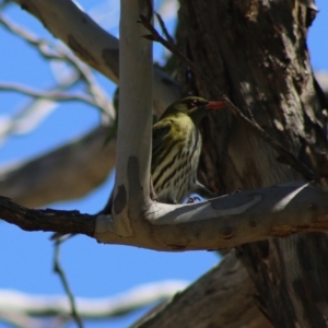 Oriolus sagittatus at Hughes, ACT - 30 Aug 2020