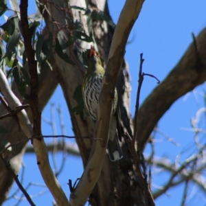 Oriolus sagittatus at Hughes, ACT - 30 Aug 2020