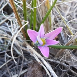 Romulea rosea var. australis at Holt, ACT - 30 Aug 2020