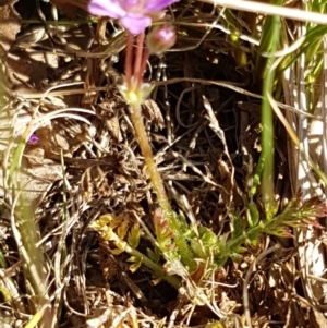 Erodium cicutarium at Holt, ACT - 30 Aug 2020 01:52 PM